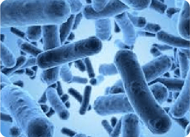 Bio5古菌是什麼?