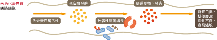 提升蛋白質利用吸收率，減少臭味產生